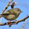 Ruby-crowned Kinglet