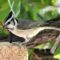 Bridled Titmouse, my favorite backyard feeder bird
