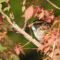 White-throated Sparrow in Firebush