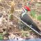 Pleated Woodpecker dining in my backyard !