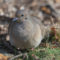Mourning dove on the ground