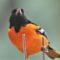 The orioles are back!