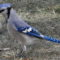 Blue Jay with peanut