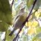 Cape May Warbler Found in NC!