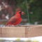 Mr. Cardinal noshing…