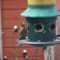 Curious House Finch…