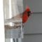 Cardinal peeking his head out of the window bird feeder