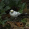 White-throated Sparrow (Zonotrichia Albicollis) Leucistic Partial Albino