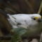 White-throated Sparrow (Zonotrichia Albicollis) Leucistic Partial Albino