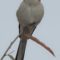 Northern Mocking Bird Was My TN “Chat” Buddy