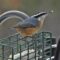 Red-breasted Nuthatches Are A Fav.