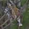 Feeding Female Evening Grosbeak