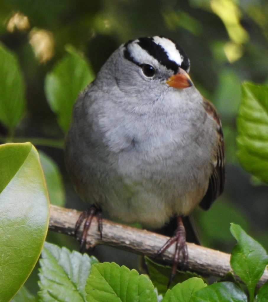 Project Feeder Watch Birds seen November 15th and 16th 2022 - FeederWatch