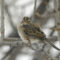 Rare Clay-colored Sparrow in Colorado Springs