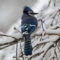 Blue Jay in a snowstorm