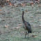 Great Blue Heron Visitor