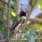 Anna’s Hummingbird