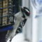 Downy Woodpeckers at the suet feeder