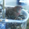 a happy house finch