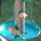 Finches trying out the new bird feeder