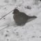 Unusual winter birds