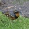 Male and Female Varied Thrush