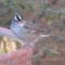 White-crowned Sparrow (Gambel’s) adult