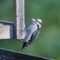 Downy Woodpecker gleaning fly-through feeder