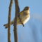 Yellow-rumped warbler (Myrtle)