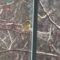 Possible sighting of orange-crowned warbler