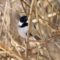 Black-Capped Chicodee- The Bravest Little Bird
