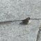 Dark-eyed Junco moved slowly on the ground