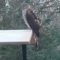 hawk sitting on backyard feeder 12/14/22