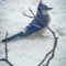 Blue Jay out for a snack after the blizzard