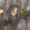 Bickering warblers