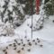 American Goldfinch Holiday Meal
