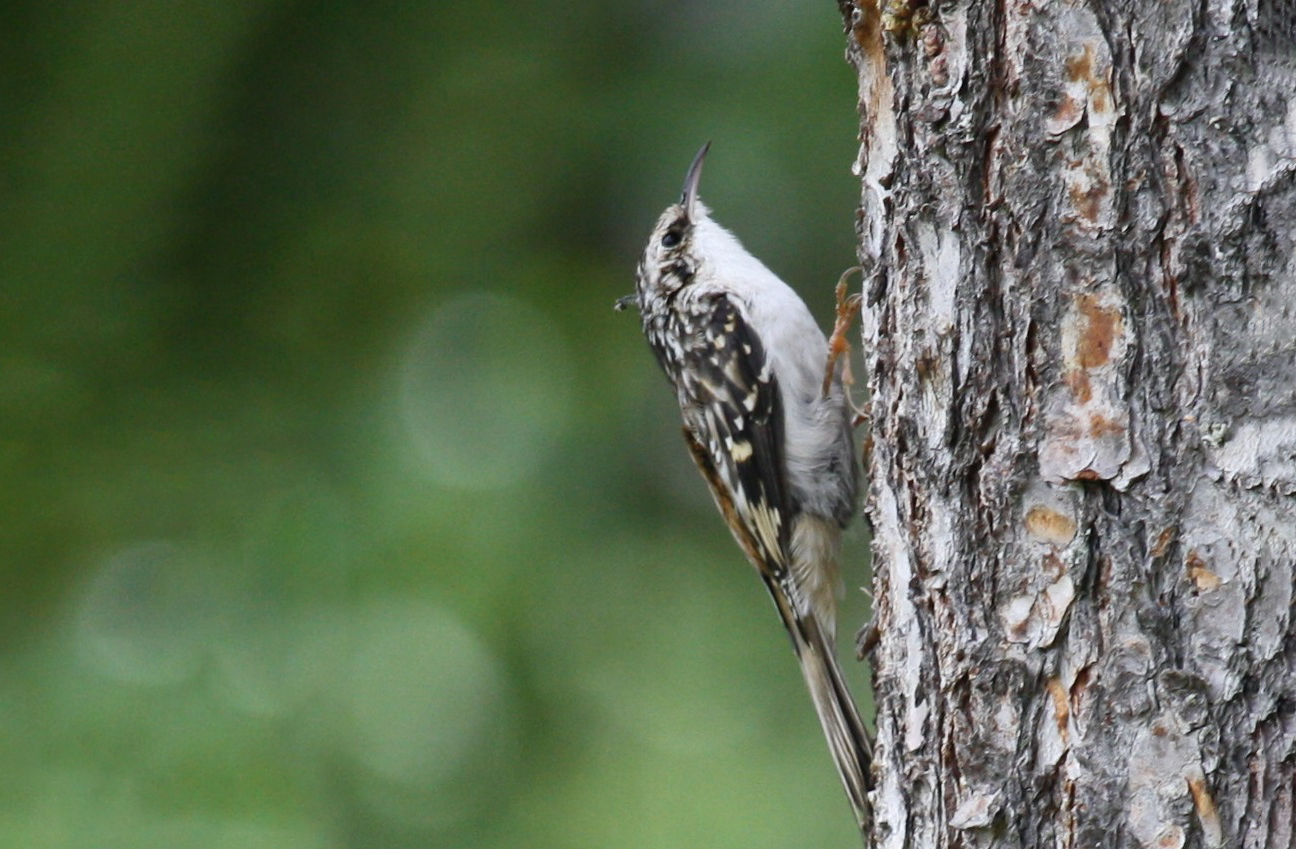 A Brown Creeper clings vertically to the side of tree bark.