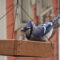 A Blue Jay taking his time…