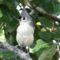 Little Tufted Titmouse wanted his picture taken too!