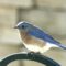 Really excited to see my first Eastern Bluebird–if only for a minute.