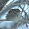 House Sparrow braving -30C weather