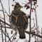 Ruffed Grouse Snacking Daily