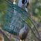 Hairy Woodpecker & Carolina Wren