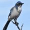Our Resident Scrub Jay