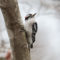 DOwny Woodpeckers are regular visitors