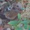 Fox sparrow below feeder November 20, 2022