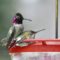 Anna’s Hummingbirds Mating, 23 Dec 2022