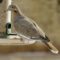 White-winged Dove – Unusual for Denver