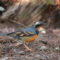 Varied Thrush with Bald Patch
