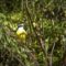 Great Kiskadee at Quinta Mazatlan World Birding Center